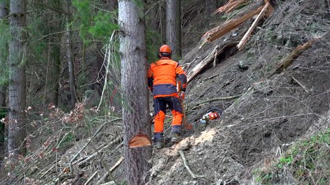 Mitarbeiter des Forstreviers zersägen umgestürzte Bäume und fällen unsicher stehende Bäume nach dem Hangrutsch bei Traben-Trarbach.