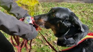 Anhand einer Geruchsprobe, zum Beispiel ein getragenes Halsband, kann ein trainierter Hund die Spur des vermissten Tieres aufnehmen. 