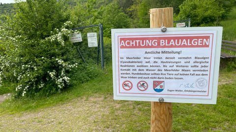 Die Gemeinde hat am Meerfelder Maar im Kreis Bernkastel-Wittlich ein Warnschild aufstellen lassen. Wegen der giftigen Blaualgen besteht dort jetzt ein Badeverbot. 