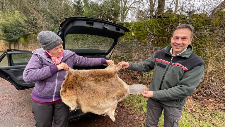 Förster Georg Fox war erstaunt als er die Biberburg an der Salm entdeckt hat. Denn hier hat er die Tiere noch nie gesehen. 