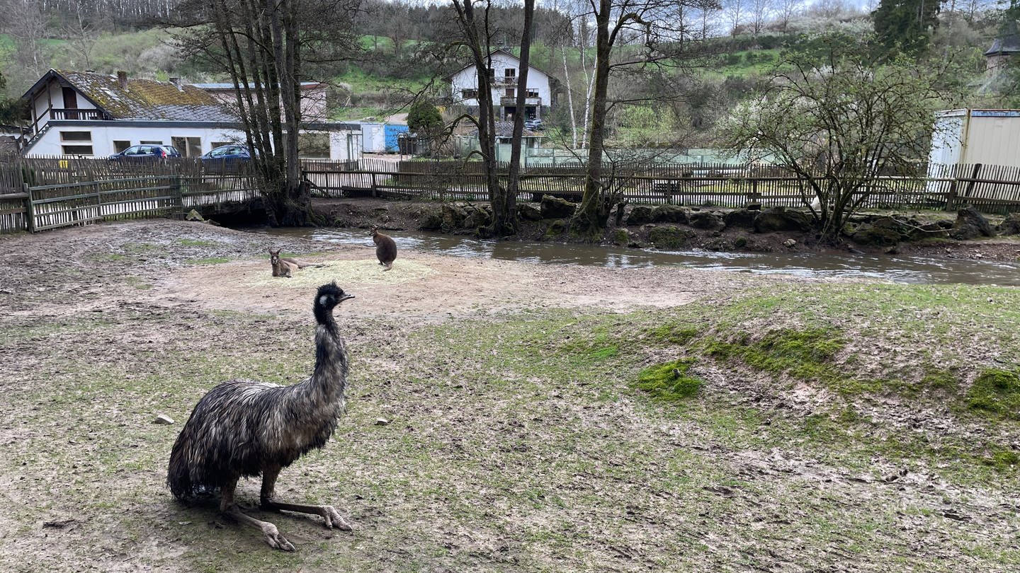 Renaturierung soll verhindern, dass es am Bierbach wieder zu starken Hochwassern kommt. 2018 und 2021 trat das Gewässer über die Ufer und hat viel Schaden im Eifel-Zoo in Lünebach angerichtet.