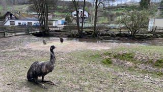 Renaturierung soll verhindern, dass es am Bierbach wieder zu starken Hochwassern kommt. 2018 und 2021 trat das Gewässer über die Ufer und hat viel Schaden im Eifel-Zoo in Lünebach angerichtet. 