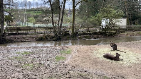 Renaturierung soll verhindern, dass es am Bierbach wieder zu starken Hochwassern kommt. 2018 und 2021 trat das Gewässer über die Ufer und hat viel Schaden im Eifel-Zoo in Lünebach angerichtet. 