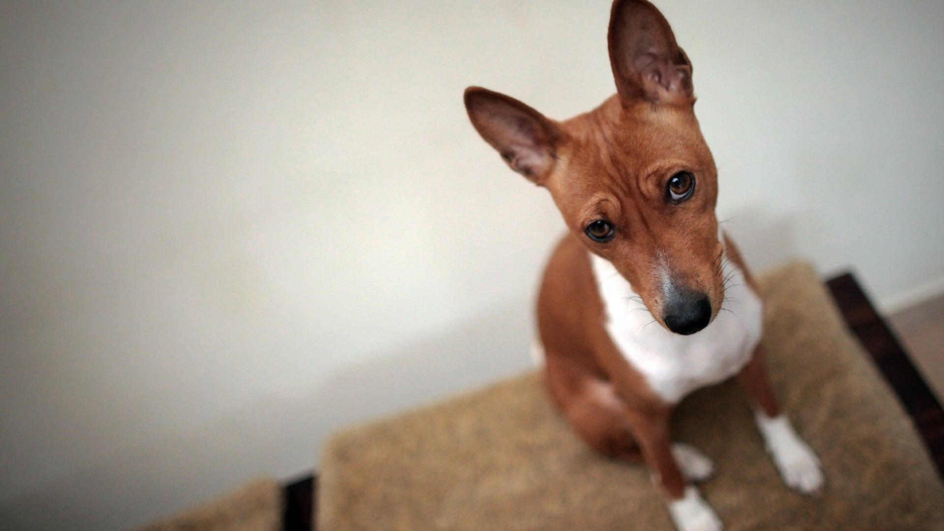 VG Baumholder: 34 vernachlässigte Hunde gerettet, ein Tier stirbt