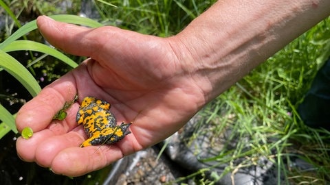 Gelbbauchunken gehören zu den gefährdeten Arten. Seit Jahren kümmern sich Umweltschützer um die Unken im Kondelwald im Landkreis Bernkastel-Wittlich.