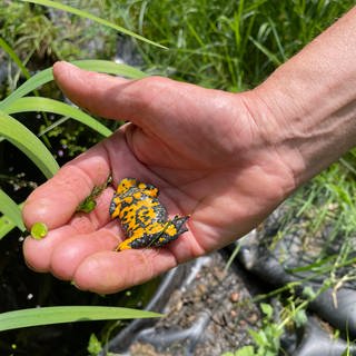 Gelbbauchunken gehören zu den gefährdeten Arten. Seit Jahren kümmern sich Umweltschützer um die Unken im Kondelwald im Landkreis Bernkastel-Wittlich.