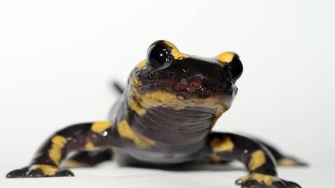 Der Pilz frisst Löcher in die Haut der Salamander. Infizierte Tiere haben keine Überlebenschance. 