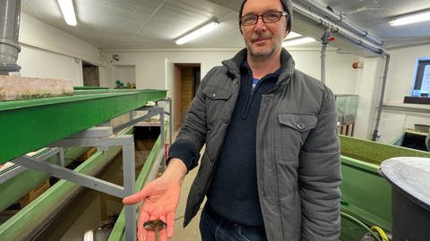 Frankie Thielen kämpft für den Erhalt der Flussperlmuscheln an der Our. Er hat mit seinem Team eine Aufzuchtstation in der Kalborner Mühle eingerichtet. 
