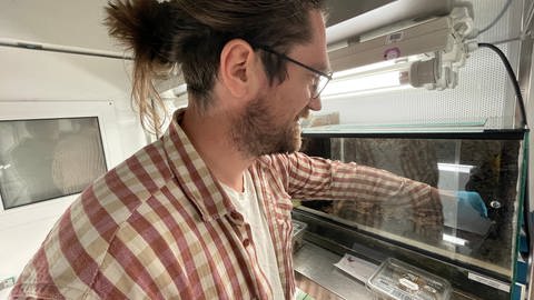 Der Trierer Amphibienforscher Philipp Böning kümmert sich in der Klimakammer um die Feuersalamander. 