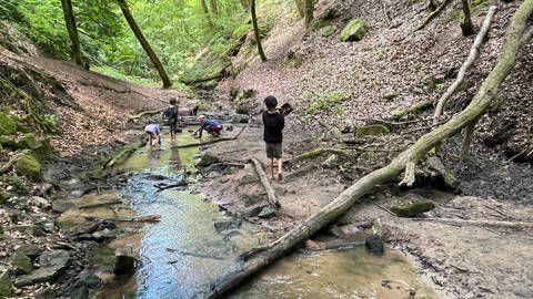 Bei Hitze gehen die "Waldpänz" zum sirzensicher Bach. Hier können die Kinder sich abkühlen, Staudämme bauen und die Tiere im Bach kennenlernen. Einige Kinder haben schon Flusskrebse und Feuersalamander entdeckt.