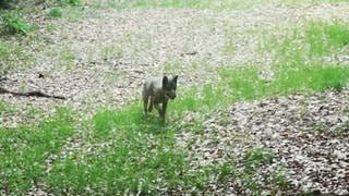 Wolfsichtung im Nationalpark Hunsrück-Hochwald