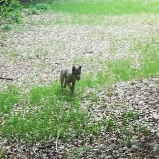 Wolfsichtung im Nationalpark Hunsrück-Hochwald