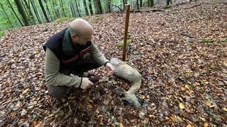 David Moore begleitet das Forschungsprojekt im Nationalpark Hunsrück-Hochwald. 