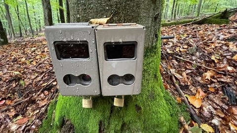 David Moore begleitet das Forschungsprojekt im Nationalpark Hunsrück-Hochwald. 