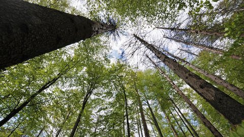 Der neue Mischwald, der nach der Borkenkäferkatastrophe entstanden ist, hat im Nationalpark Bayerischer Wald schon ein paar Jahre Vorsprung.
