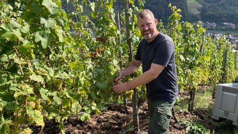 Süße Trauben und viel Hoffnung: Rieslinglese an der Mosel gestartet: Winzer Axel Pauly steht im Weinberg an seinen Rieslingreben.