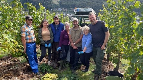 Süße Trauben und viel Hoffnung: Rieslinglese an der Mosel gestartet: Winzer Axel Pauly mit seinem Erntehelfer-Team. 