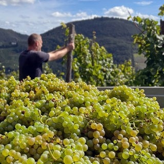 Süße Trauben und viel Hoffnung: Rieslinglese an der Mosel gestartet. Winzer Axel Pauly aus Lieser hofft auf guten Wein Jahrgang 2023.