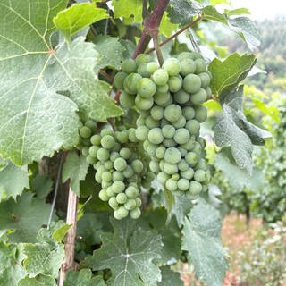 Der Weinbau im Ruwertal profitiert vom Klimawandel. 