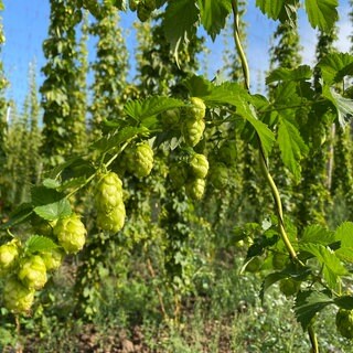 Die Hopfenernte in der Eifel fällt nach der Flut geringer aus