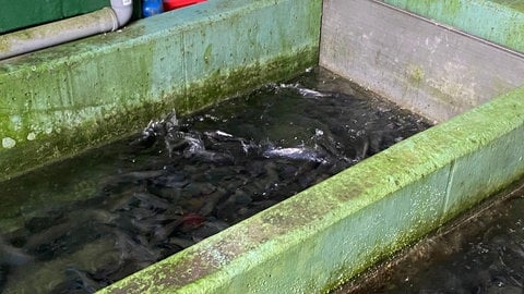 Auch um die Elterntiere kümmert sich Kauth nach dem Laichen weiter, damit es ihnen gut geht und sie weiter schwungvoll wie hier durchs Wasser schwimmen.