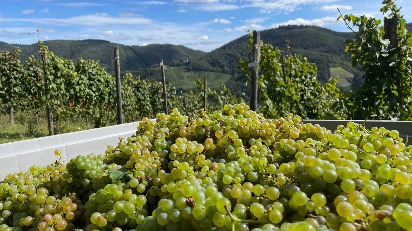 Reife Trauben in einem Anhänger im Weinberg.