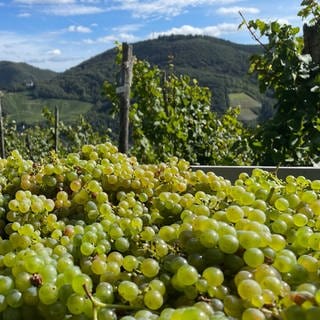 Reife Trauben in einem Anhänger im Weinberg.