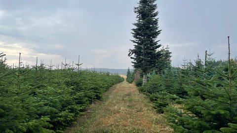 Landwirt Helmut Kohl hat fast die Hälfte seiner frisch gepflanzten Weihnachtsbäume an die Trockenheit verloren. 