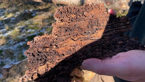 Die Borkenkäfer in diesen Gängen hat der Pilz erledigt - zurückgeblieben ist ein schwarzer Film auf der Rinde. 