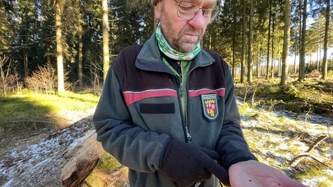 Landesförster Martin Lotze hat unter der Rinde einer Fichte einen Borkenkäfer entdeckt. 