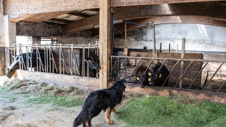 Nur ein paar Rinder sind geblieben. Im Sommer setzt Robert Lichter die Tiere als natürliche Rasenmäher auf den eigenen, extensivierten Flächen am Hof ein. Der Landwirt hat seinen ursprünglichen Betrieb aufgegeben, weil Starkregen ihn zum Umdenken gebracht hat.