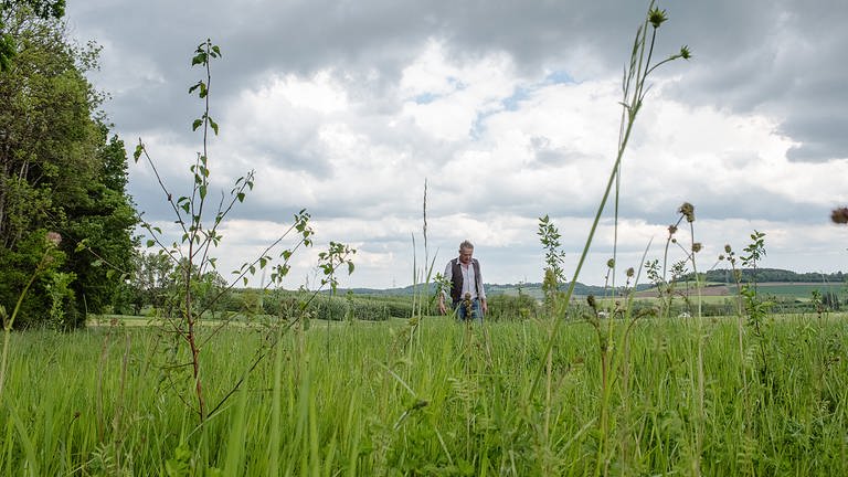 Auf rund 2000 Quadratmetern hat Landwirt Robert Lichter knapp 1050 Wildgehölze gepflanzt. So sollen Sträucher wie der wollige Schneeball, die Haselnuss, Holunder und Pfaffenhütchen nicht nur Nistplätze bieten, sondern Insekten und Vögel auch ernähren. 