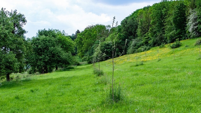 Um eine Streuobstwiese zu erreichen, hat Landwirt Robert Lichter knapp 50 Obstbäume gepflanzt. Die Bäume werden im Laufe der Jahre Schatten spenden und damit einige Folgen des Klimawandels wie höhere Temperaturen abschwächen.