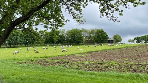 Die Schafe auf dem Hofgut haben genügend Auslauf.