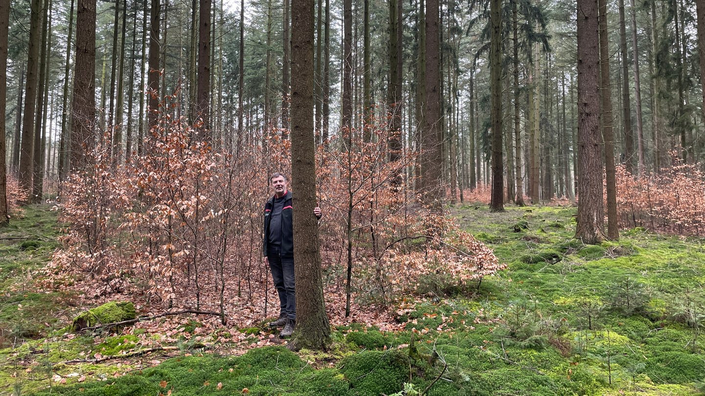 Burkhard Pickan freut sich darüber, dass zwischen den Douglasien in Wolsfeld mittlerweile ein Mischwald heranwächst.