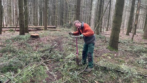 Ein Forstwirt pflanzt kleine Buchen in den Douglasienwald bei Wolsfeld. 