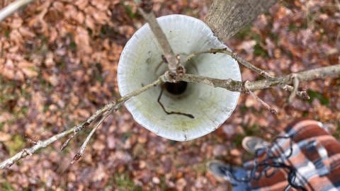 Wenn die Plastikhülle nicht wäre, wäre dieser kleine Baum bestimmt schon von Rehen und Hirschen abgeknabbert worden. 