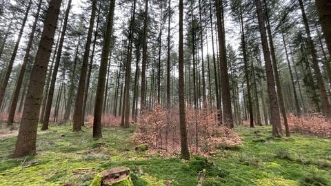 In Wolsfeld wächst zwischen den Douglasien allmählich ein Mischwald heran. 