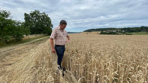 Landiwrt Frank Adam zeigt wie hoch der Weizen normalerweise wächst. Dieses Jahr fällt er etwas kleiner aus. Es wird trotzdem noch eine durchschnittliche Ernte.