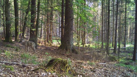Ende Mai hat eine Fotofalle den Wolf in einem Waldgebiet bei Birkenfeld aufgenommen. 