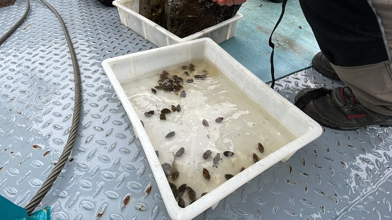 Die Muscheln ernähren sich, indem sie das Wasser der Mosel durch ihren Körper spülen, dabei filtern sie auch Schadstoffe aus dem Wasser, welche sie in ihrem Körper einlagern. Bevor die Muscheln ins Labor kommen, müssen sie genau gezählt werden. Nicht mehr und nicht weniger als 100 werden pro Stelle entnommen.