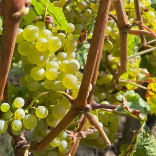 Süße Trauben und vWeinberg der Weinlage Kueser Kardinalsberg