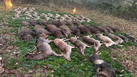 Immer mehr Niederländer kommen in die Eifel oder die Niederland jagen. Die Jagdtouristen können über spezielle Reiseanbieter solche Jagden buchen. Mittlerweile sind auch viel Jagdpachten in niederländischer Hand.