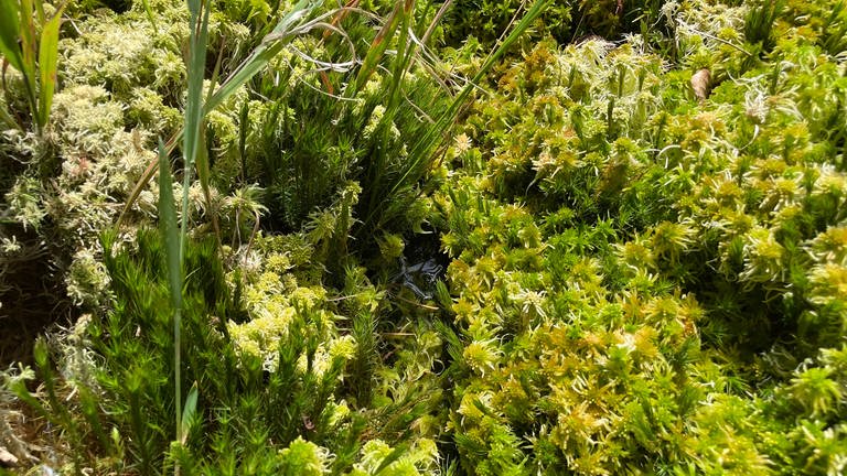 Verschieden Arten von Torfmoos im Moor Ochsenbruch im Nationalpark Hunsrück-Hochwald
