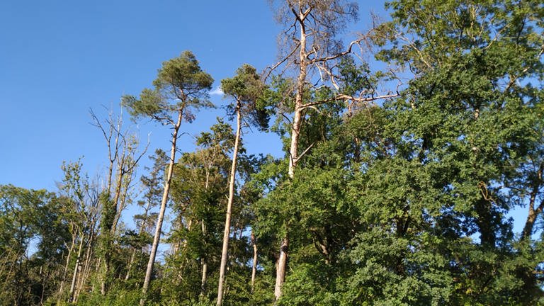 Bäume im Wald leiden unter Hitze und Trockenheit in der Region Trier.