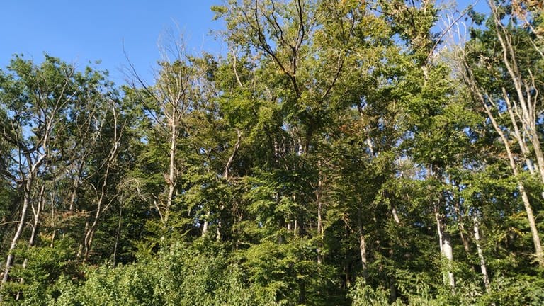 Bäume Wald leiden unter Hitze Trockenheit Region Trier