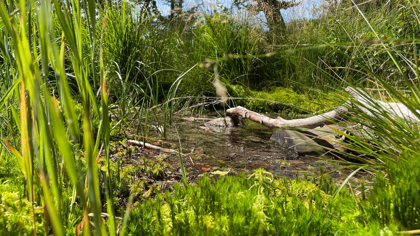 Wasserlinse im Moor Ochsenbruch im Nationalpark Hunsrück-Hochwald