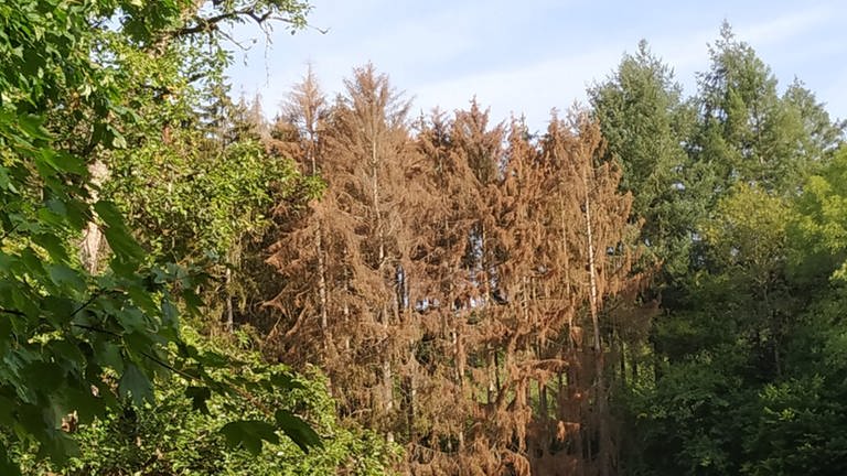 Bäume im Wald leiden unter Hitze und Trockenheit in der Region Trier.