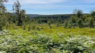 Moor Ochsenbruch im Nationalpark Hunsrück-Hochwald