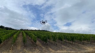 Eine Drohne im Weinberg von Bernkastel-Kues.